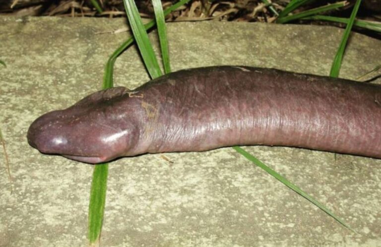 El hombre de Aconda asombra al mundo: la fascinante historia detrás de este increíble fenómeno