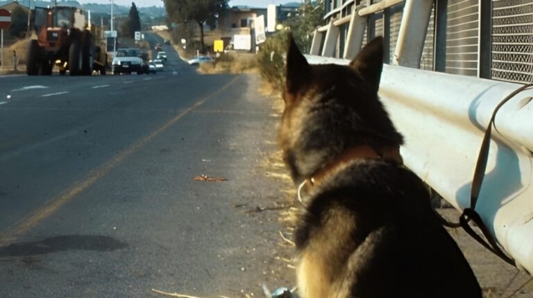 Abandonado en la autopista a las 5.30 de la mañana, este perro fue encontrado con una cruel carta…