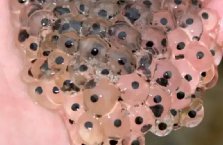Lo que parecía un misterio sin solución: un granjero descubre extraños huevos en su campo, pero lo que los investigadores descubren posteriormente supera todas las expectativas.