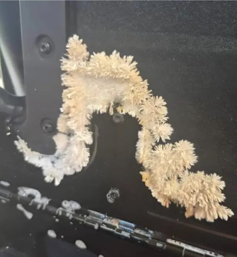 Sous le siège arrière de ma voiture, j’ai remarqué quelque chose de vraiment inhabituel qui semblait avoir poussé à l’œil nu. Je suis resté sans voix quand j’ai compris ce que c’était.