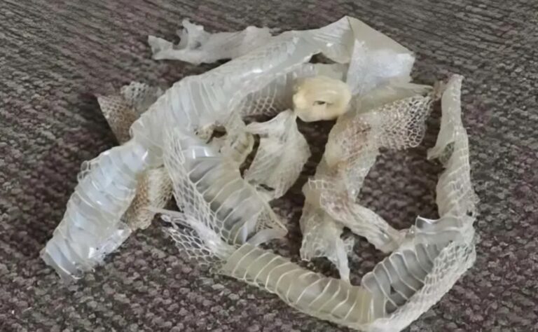Aparecieron extraños trozos transparentes por toda la casa. Me quedé sorprendido cuando descubrí de dónde venían.