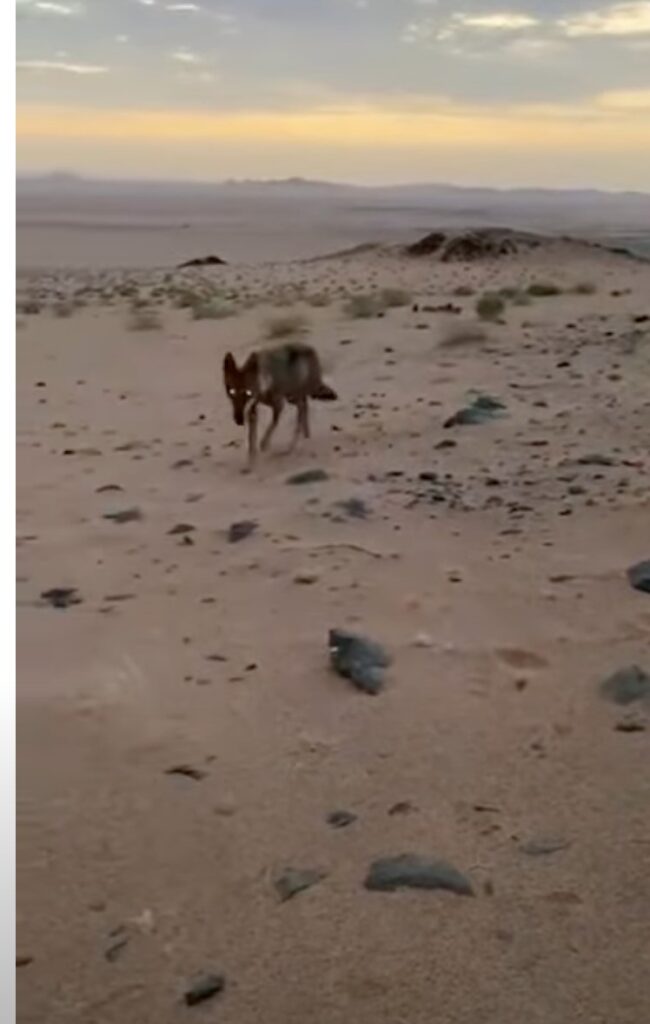Un lobo sediento del desierto se acercó al pastor, y lo que hizo a continuación conmovió a miles de personas.