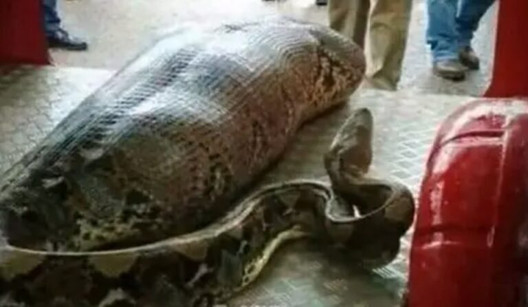 Chaque nuit, Cassandra partageait son lit avec son python… jusqu’au jour où une échographie révéla l’impensable, bouleversant sa vie à jamais.