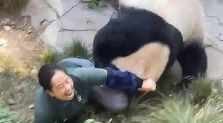 ¡TRISTE NOTICIA! Hace apenas 30 minutos, en el Zoológico Green Valley (Oregón, EE. UU.), Michael Torres, de 32 años, realizaba su rutina diaria cuando un hecho totalmente inesperado cambió la situación por completo.