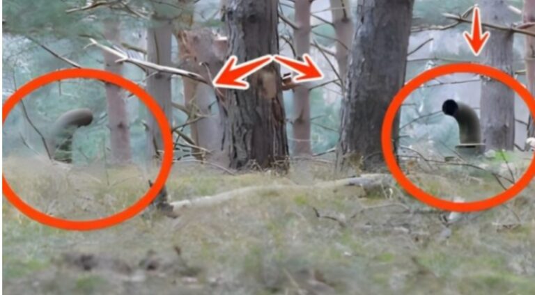 Dans une forêt, des hommes sont tombés sur deux tuyaux émergeant du sol. Ce qu’ils ont découvert en dessous a choqué le monde entier !