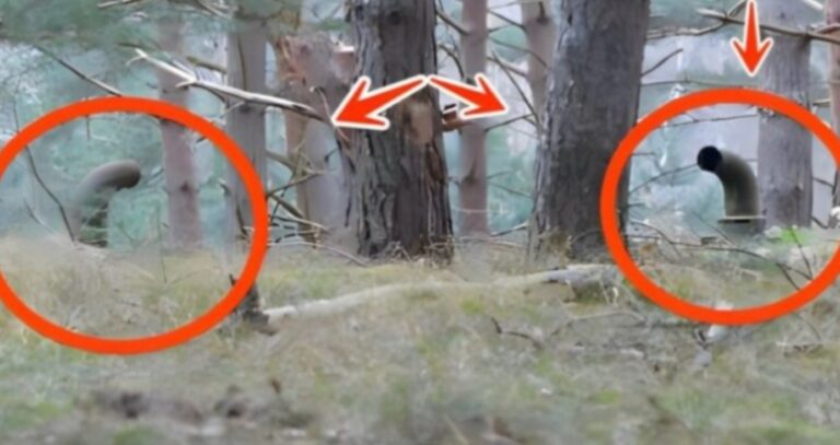 En medio del bosque, dos tubos en el suelo escondían un secreto que dejó al mundo sin palabras.